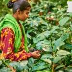 coffee plant chikmagalur rain effect
