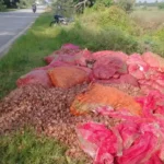ಈರುಳ್ಳಿ onion lost from rain chikkamagaluru