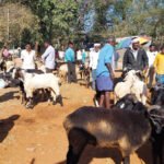 ಅಮ್ಮನ ಹಬ್ಬದಲ್ಲಿ ಕುರಿ-ಎತ್ತುಗಳ ಖರೀದಿ ಭರಾಟೆ