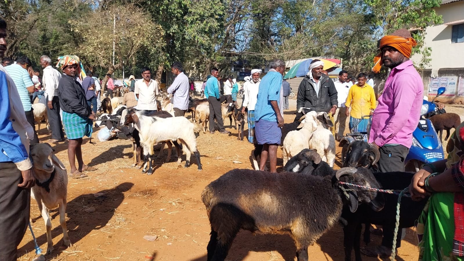 ಅಮ್ಮನ ಹಬ್ಬದಲ್ಲಿ ಕುರಿ-ಎತ್ತುಗಳ ಖರೀದಿ ಭರಾಟೆ